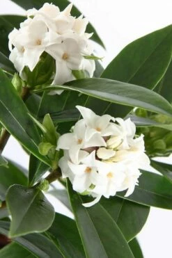 White Perfume Princess Winter Daphne - 3 Gallon Pot -Garden Supplies Sales 2024 daphne white perfume princess 4