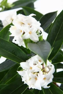 White Perfume Princess Winter Daphne - 3 Gallon Pot -Garden Supplies Sales 2024 daphne white perfume princess 6