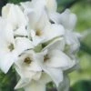 White Perfume Princess Winter Daphne - 3 Gallon Pot -Garden Supplies Sales 2024 daphne white perfume princess 9