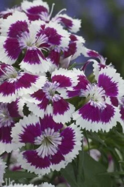 Barbarini 'Purple Picotee' Sweet William (Dianthus) - 5 Pack Of Quart Pots -Garden Supplies Sales 2024 dianthus barbatus purple picotee sweet williams 1