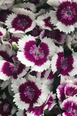 Barbarini 'Purple Picotee' Sweet William (Dianthus) - 5 Pack Of Quart Pots -Garden Supplies Sales 2024 dianthus barbatus purple picotee sweet williams 2