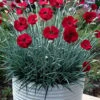 Cherry Pie Dianthus (Carnations) 1 Gallon Pot -Garden Supplies Sales 2024 dianthus cherry pie 2 500x750 1