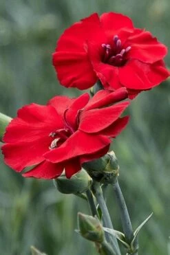 Cherry Pie Dianthus (Carnations) 1 Gallon Pot -Garden Supplies Sales 2024 dianthus cherry pie 500x750 1
