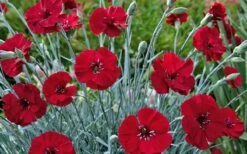 Cherry Pie Dianthus (Carnations) 1 Gallon Pot -Garden Supplies Sales 2024 dianthus cherry pie 800x500 1