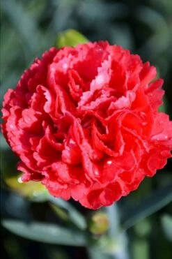 Early Bird Chili Dianthus (Carnations) 1 Gallon Pot -Garden Supplies Sales 2024 dianthus early bird chili 1