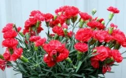 Early Bird Chili Dianthus (Carnations) 1 Gallon Pot -Garden Supplies Sales 2024 dianthus early bird chili 2