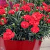 Early Bird Chili Dianthus (Carnations) 1 Gallon Pot -Garden Supplies Sales 2024 dianthus early bird chili 4