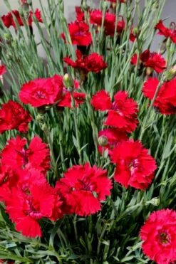 Fire Star Dianthus (Carnation) - 1 Gallon Pot -Garden Supplies Sales 2024 dianthus fire star 2 2
