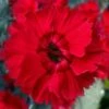 Fire Star Dianthus (Carnation) - 1 Gallon Pot -Garden Supplies Sales 2024 dianthus fire star cottage pinks 100 2