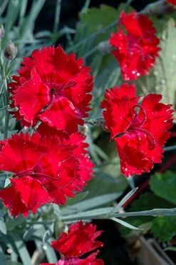 Fire Star Dianthus (Carnation) - 1 Gallon Pot -Garden Supplies Sales 2024 dianthus fire star cottage pinks 101 2