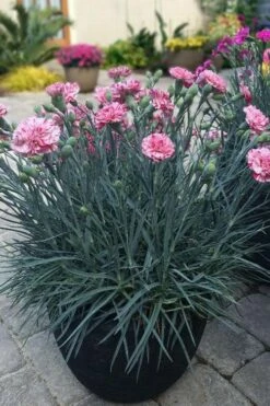 Pinball Wizard Dianthus - 6-Pack Of 1 Gallon Pots 7 Pinball Wizard Dianthus - 6-Pack Of 1 Gallon Pots -Garden Supplies Sales 2024 dianthus pinball wizard 10