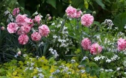 Pinball Wizard Dianthus - 1 Gallon Pot -Garden Supplies Sales 2024 dianthus pinball wizard 3 1