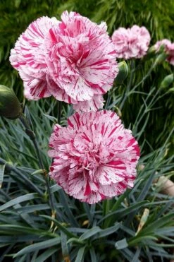 Pinball Wizard Dianthus - 6-Pack Of 1 Gallon Pots 6 Pinball Wizard Dianthus - 6-Pack Of 1 Gallon Pots -Garden Supplies Sales 2024 dianthus pinball wizard 4