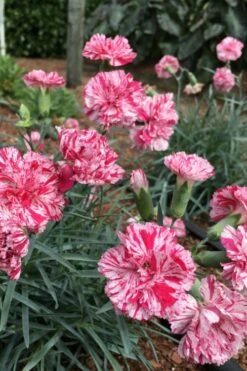 Pinball Wizard Dianthus - 6-Pack Of 1 Gallon Pots 5 Pinball Wizard Dianthus - 6-Pack Of 1 Gallon Pots -Garden Supplies Sales 2024 dianthus pinball wizard 5