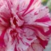Pinball Wizard Dianthus - 6-Pack Of 1 Gallon Pots -Garden Supplies Sales 2024 dianthus pinball wizard 6