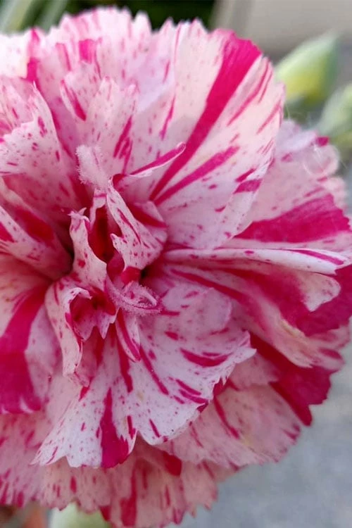 Pinball Wizard Dianthus - 6-Pack of 1 Gallon Pots Pinball Wizard Dianthus - 6-Pack Of 1 Gallon Pots -Garden Supplies Sales 2024 dianthus pinball wizard 6