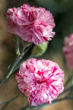 Pinball Wizard Dianthus - 6-Pack Of 1 Gallon Pots 10 Pinball Wizard Dianthus - 6-Pack Of 1 Gallon Pots -Garden Supplies Sales 2024 dianthus pinball wizard 7