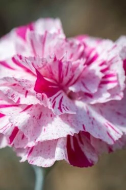 Pinball Wizard Dianthus - 1 Gallon Pot -Garden Supplies Sales 2024 dianthus pinball wizard 8 1