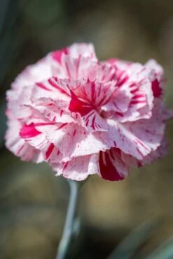 Pinball Wizard Dianthus - 6-Pack Of 1 Gallon Pots 8 Pinball Wizard Dianthus - 6-Pack Of 1 Gallon Pots -Garden Supplies Sales 2024 dianthus pinball wizard 9