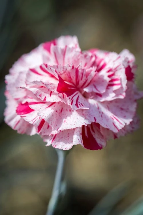 Pinball Wizard Dianthus - 6-Pack of 1 Gallon Pots Pinball Wizard Dianthus - 6-Pack Of 1 Gallon Pots -Garden Supplies Sales 2024 dianthus pinball wizard 9