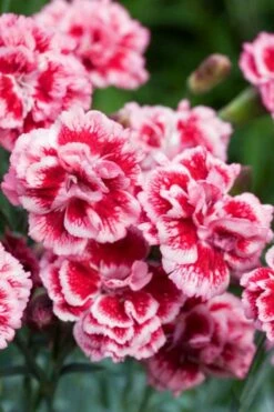 Scent First 'Sugar Plum' Dianthus (Carnation) - 5 Pack Of Quart Pots -Garden Supplies Sales 2024 dianthus scent first sugar plum 1