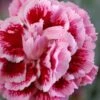Scent First 'Sugar Plum' Dianthus (Carnation) - 5 Pack Of Quart Pots -Garden Supplies Sales 2024 dianthus scent first sugar plum 6
