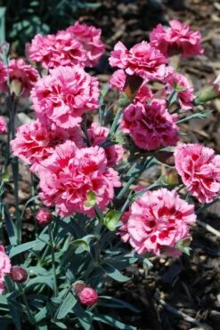 Scent First 'Sugar Plum' Dianthus (Carnation) - 5 Pack Of Quart Pots -Garden Supplies Sales 2024 dianthus scent first sugar plum 7
