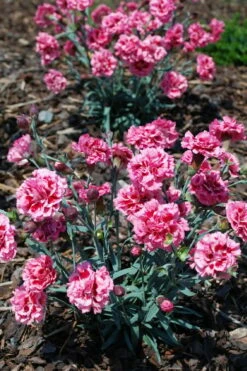 Scent First 'Sugar Plum' Dianthus (Carnation) - 5 Pack Of Quart Pots -Garden Supplies Sales 2024 dianthus scent first sugar plum 8