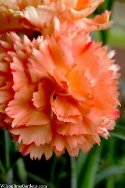 Super Trouper Orange Dianthus (Carnation) - 10 Pack Of Quart Pots