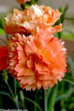 Super Trouper Orange Dianthus (Carnation) - 10 Pack Of Quart Pots -Garden Supplies Sales 2024 dianthus supertrouper orange 9