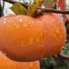 Fuyu Persimmon Tree - 7 Gallon Pot (4-5') -Garden Supplies Sales 2024 diospyros kaki fuyu persimmon tree 10 1