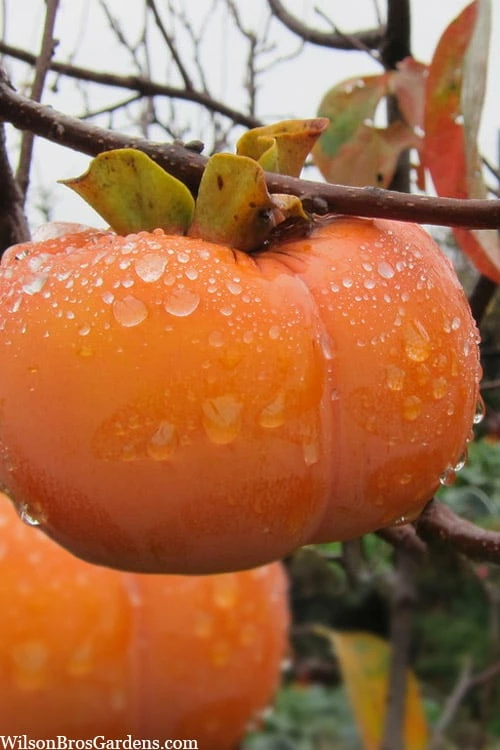 Fuyu Persimmon Tree - 7 Gallon Pot (4-5') Fuyu Persimmon Tree - 7 Gallon Pot (4-5') -Garden Supplies Sales 2024 diospyros kaki fuyu persimmon tree 10 1
