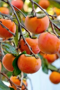 Fuyu Persimmon Tree - 7 Gallon Pot (4-5') 9 Fuyu Persimmon Tree - 7 Gallon Pot (4-5') -Garden Supplies Sales 2024 diospyros kaki fuyu persimmon tree 3 1