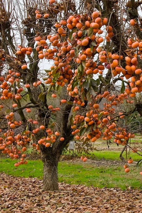 Fuyu Persimmon Tree - 7 Gallon Pot (4-5') Fuyu Persimmon Tree - 7 Gallon Pot (4-5') -Garden Supplies Sales 2024 diospyros kaki fuyu persimmon tree 5 1