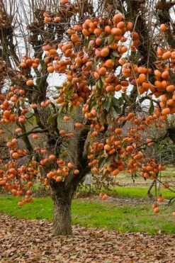 Fuyu Persimmon Tree - 3 Gallon Pot -Garden Supplies Sales 2024 diospyros kaki fuyu persimmon tree 5