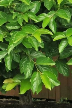 Fuyu Persimmon Tree - 3 Gallon Pot -Garden Supplies Sales 2024 diospyros kaki fuyu persimmon tree 6