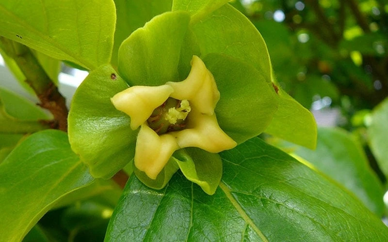 Fuyu Persimmon Tree - 7 Gallon Pot (4-5') Fuyu Persimmon Tree - 7 Gallon Pot (4-5') -Garden Supplies Sales 2024 diospyros kaki fuyu persimmon tree 9 1