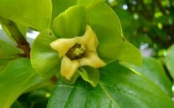 Fuyu Persimmon Tree - 3 Gallon Pot -Garden Supplies Sales 2024 diospyros kaki fuyu persimmon tree 9