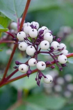 Arctic Fire Red Twig Dogwood - 12" Pot -Garden Supplies Sales 2024 dogwood red osier 500x750 1