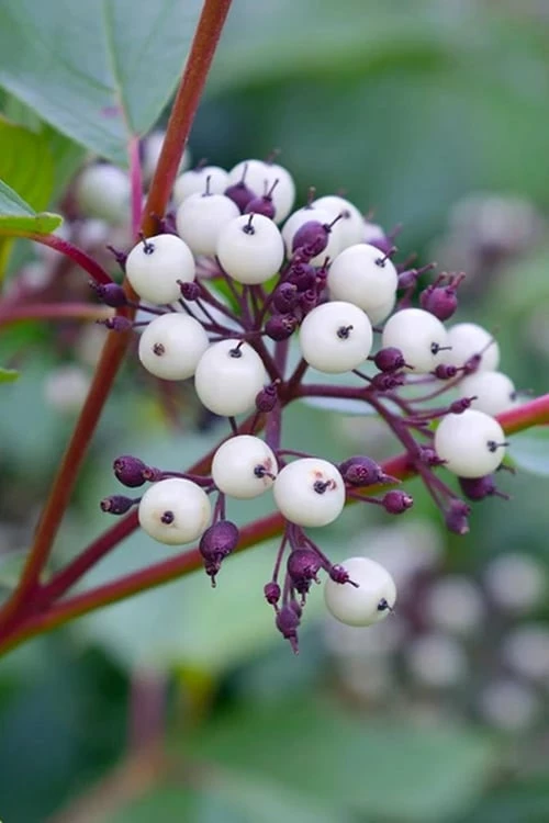 Red Osier Red Twig Dogwood (Cornus sericea) - 1 Gallon Pot Red Osier Red Twig Dogwood (Cornus Sericea) - 1 Gallon Pot -Garden Supplies Sales 2024 dogwood red osier 500x750 4