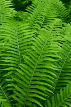 Dixie Wood Fern - Dryopteris Australis - 6 Pack Of 1 Gallon Pots -Garden Supplies Sales 2024 dryopteris australis dixie wood fern 12