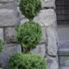 Poodle Tier Dwarf Alberta Spruce 3 Ball Topiary (3-Ball) - 3 Gallon Pot -Garden Supplies Sales 2024 dwarf alberta spruce 3 ball poodle tier 12 1