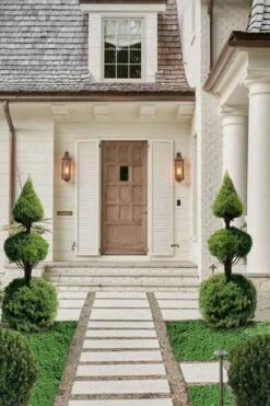 Dwarf Alberta Spruce 2-Ball Cone Topiary - 5 Gallon Pot -Garden Supplies Sales 2024 dwarf alberta spruce 3 ball poodle tier with pyramid1