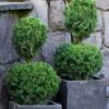 Poodle Tier Dwarf Alberta Spruce Topiary (2-Ball) - 2 Gallon Pot -Garden Supplies Sales 2024 dwarf alberta spruce two ball poodle tier topiary 1