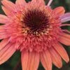 Raspberry Truffle Coneflower (Echinacea) - 1 Gallon Pot -Garden Supplies Sales 2024 echinacea raspberry truffle coneflower 5