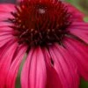 Sombrero Baja Burgundy Coneflower (Echinacea) - 6-Pack Of 1 Gallon Pots -Garden Supplies Sales 2024 echinacea sombrero baja burgundy coneflower 11