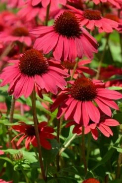 Sombrero Baja Burgundy Coneflower (Echinacea) - 6-Pack Of 1 Gallon Pots -Garden Supplies Sales 2024 echinacea sombrero baja burgundy coneflower 12
