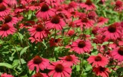 Sombrero Baja Burgundy Coneflower (Echinacea) - 6-Pack Of 1 Gallon Pots -Garden Supplies Sales 2024 echinacea sombrero baja burgundy coneflower 13