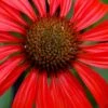 Tomato Soup Coneflower (Echinacea) - 1 Gallon Pot -Garden Supplies Sales 2024 echinacea tomato soup coneflower 2