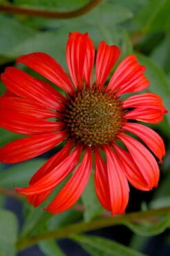 Tomato Soup Coneflower (Echinacea) - 1 Gallon Pot -Garden Supplies Sales 2024 echinacea tomato soup coneflower 3